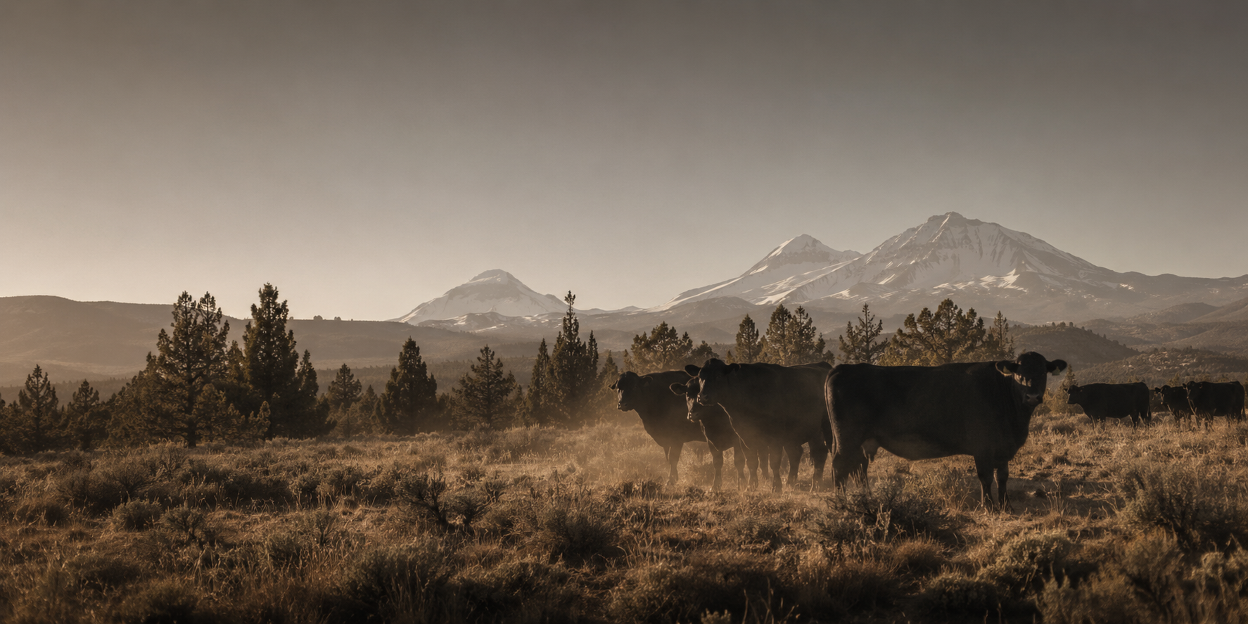 Cattle grazing in an open Oregon landscape